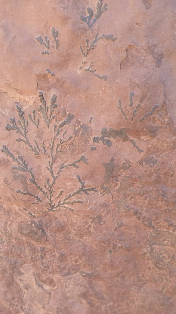 whatsapp image 2026 02 11 at 01.37.25